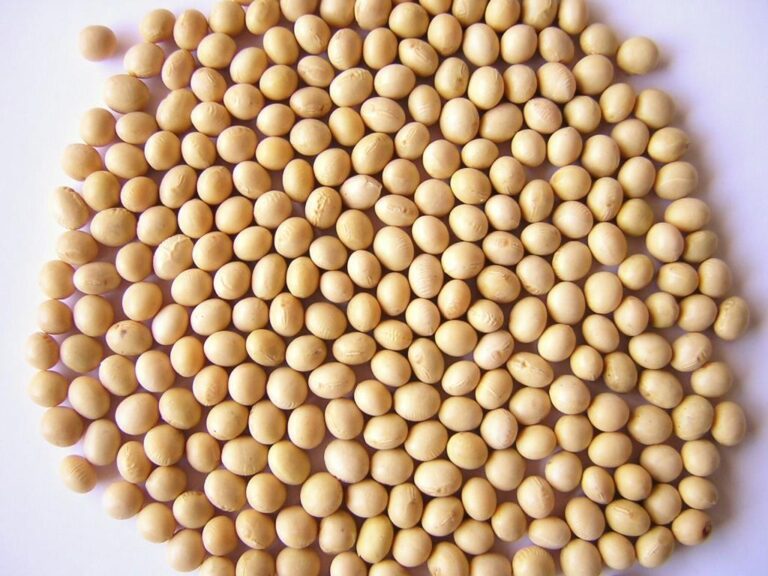 枝豆と大豆と小豆は同じ植物！？日本人なら知らないと恥ずかしい「豆」知識